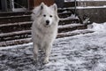 Samoyed playing in snow