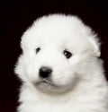 Samoyed puppy