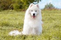 Samoyed puppy Royalty Free Stock Photo