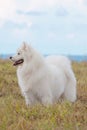 Samoyed puppy Royalty Free Stock Photo