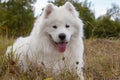 Samoyed puppy Royalty Free Stock Photo