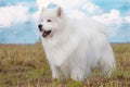 Samoyed puppy Royalty Free Stock Photo