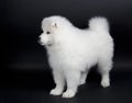 Samoyed puppy