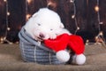 Samoyed puppy dog in a Christmas gift box Royalty Free Stock Photo