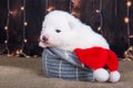 Samoyed puppy dog in a Christmas gift box Royalty Free Stock Photo