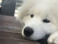 Samoyed Puppy