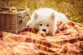 Samoyed puppy eating peach on brown plain near picnic basket