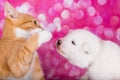 Samoyed puppy with little angry red kitten with green eyes