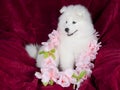 Samoyed puppy Royalty Free Stock Photo