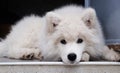 Samoyed puppy Royalty Free Stock Photo
