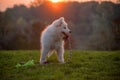 Samoyed puppy plays with his rope in the green dog meadow. The white fur shines in the orange sunlight. In the background the