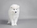 Samoyed puppy portrait Royalty Free Stock Photo