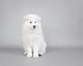 Samoyed puppy portrait Royalty Free Stock Photo