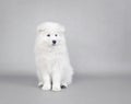 Samoyed puppy portrait