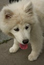 Samoyed puppy portrait Royalty Free Stock Photo