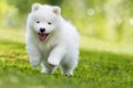 Samoyed puppy running in a meadow