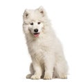 Samoyed puppy sitting against white background