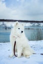 Samoyed puppy sitting in the snow on the background of a lake, forest and hills