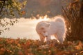 Samoyed puppy stands in the colorful autumn leaves, in the background the setting sun which is reflected in the water of the lake Royalty Free Stock Photo