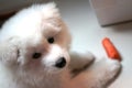 Samoyed puppy Royalty Free Stock Photo