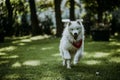 Samoyed samojed Royalty Free Stock Photo