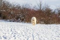 Samoyed - Samoyed beautiful breed Siberian white dog. The dog runs on a snowy road and has his tongue out. He looks like he`s