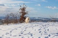 Samoyed - Samoyed beautiful breed Siberian white dog. The dog is standing on a snowy road and has his tongue out. Snow flies