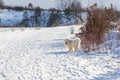 Samoyed - Samoyed beautiful breed Siberian white dog. A four-year-old dog stands in the snow on a plain and has his tongue out. In