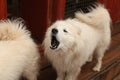 Samoyed shepherd puppy barks