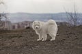 Samoyed - Siberian dog