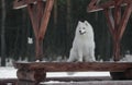 Samoyed sitting Royalty Free Stock Photo