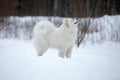 Samoyed sitting Royalty Free Stock Photo