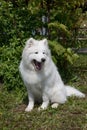 Samoyed is sitting and yawning on a spring meadow. Bjelkier or samoiedskaya sobaka. Royalty Free Stock Photo