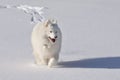 Samoyed in the Snow