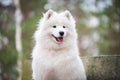 Samoyed white dog close up in the winter forest Royalty Free Stock Photo