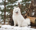 Samoyed white dog is sitting in the winter forest Royalty Free Stock Photo