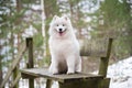Samoyed white dog is sitting in the winter forest on a bench Royalty Free Stock Photo