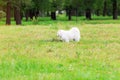 Samoyed white fluffy dog sniffing flower on the lawn Royalty Free Stock Photo