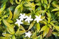 Sampaguita jasmine blooming white blossom with bud inflorescence and green yellow leaves top view in natural garden background Royalty Free Stock Photo