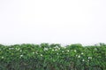 Sampaguita jasmine flower blooming and green tree on white concrete wall background Royalty Free Stock Photo