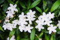 Sampaguita jasmine officinale jasminum white flower blooming with bud inflorescence and green leaves top view in nature garden Royalty Free Stock Photo