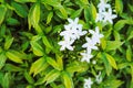 Sampaguita jasmine white flower blooming in garden top view background Royalty Free Stock Photo