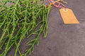 Samphire coastal vegetable over black background. Salicornia europaea