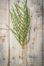 Fresh raw green samphire