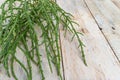 Samphire coastal vegetable on wood background. Salicornia europaea