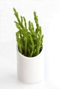 Samphire Pot