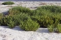 SAMPHIRE salicornia sp, YUMAQUE BEACH IN PARACAS NATIONAL PARK, PERU