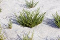 SAMPHIRE salicornia sp, YUMAQUE BEACH IN PARACAS NATIONAL PARK, PERU