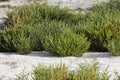 Samphire, salicornia sp., Yumaque Beach, Paracas Nationl Park in Peru