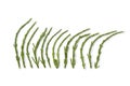 Samphire stalks in a row Royalty Free Stock Photo